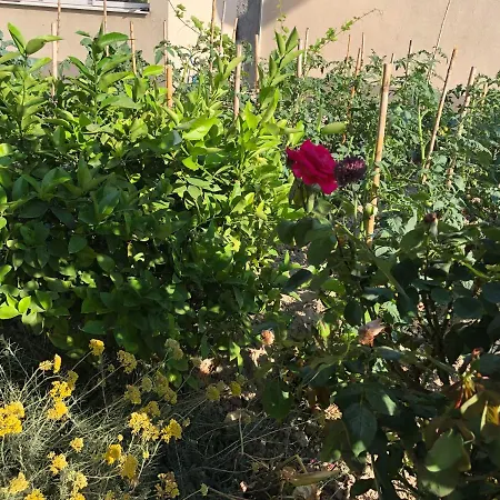 Apartman Garden
