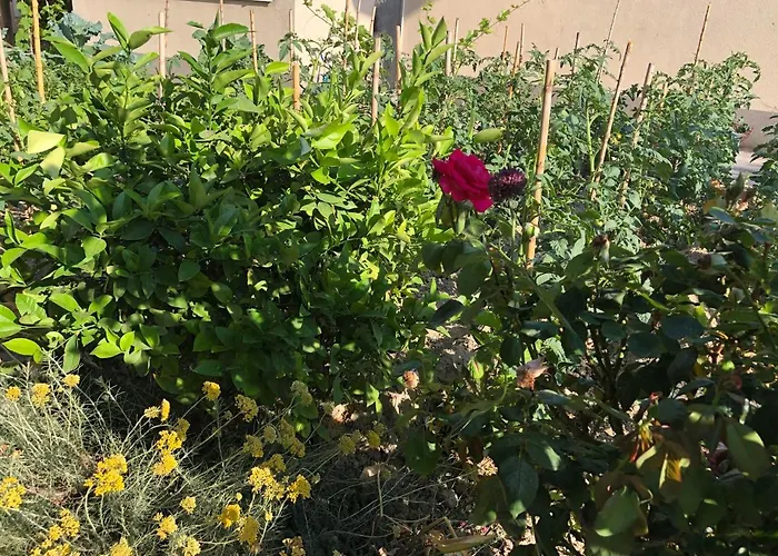 Apartment Garden