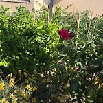 شقة Garden